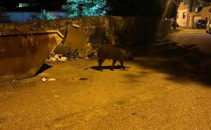 Foto: Facebook / Divlja svinja u Mostaru