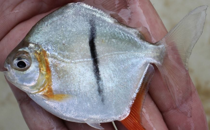 Novootkrivena riba ima Sauronovo oko na tijelu
