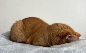 Foto: Screenshot/Instagram / Narančasta mačka