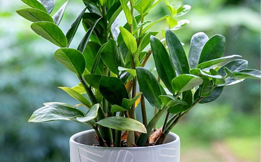 ZZ biljka je jednostavna za održavati, a njeni listići podsjećaju na novac