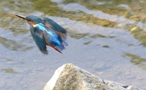 Foto: Birds of Sarajevo / Vodomar na Ilidži - Rimski most