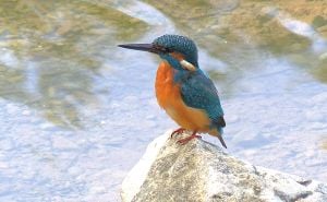 Foto: Birds of Sarajevo / Vodomar na Ilidži - Rimski most