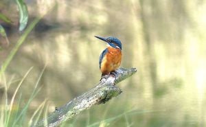 Foto: Birds of Sarajevo / Vodomar na Ilidži - Rimski most