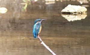 Foto: Birds of Sarajevo / Vodomar na Ilidži - Rimski most