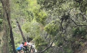 Foto: Facebook / Pojavile se brojne vrulje u NP Mljet