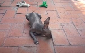 Foto: YouTube/Screenshot / Xoloitzcuintli, meksički pas