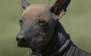 Foto: YouTube/Screenshot / Xoloitzcuintli, meksički pas