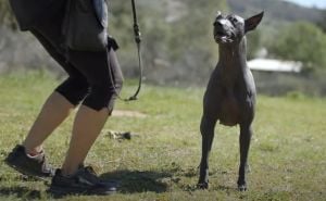 Foto: YouTube/Screenshot / Xoloitzcuintli, meksički pas