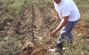 Prtscr / BHRT / Poljoprivrednici nemaju šta da izvade iz zemlje