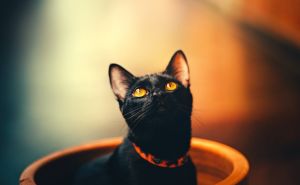 Foto: Pexel / Crne mačke
