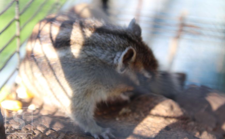 Životinje u zološkom vrtu Bambi