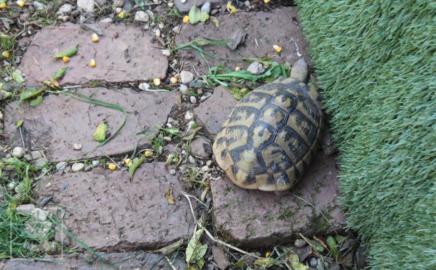 Životinje u zološkom vrtu Bambi