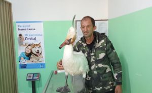 Foto: Zvornički.ba / Bekir Pezerović sa labudom