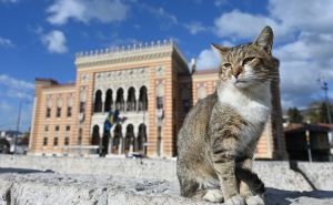 Foto: N.G./Radiosarajevo.ba / Vijećnica kao turistička atrakcija