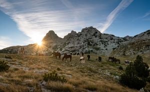 Foto: Dženad Džino / Divlji konji na Prenju