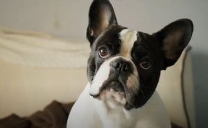 Foto: Printscreen/YouTube / Francuski buldog