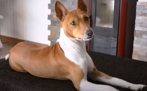 Foto: Printscreen/YouTube / Pas