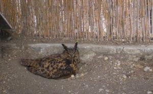 Foto: Screenshot / Sova ušara