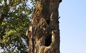 FOTO: Šumarski fakultet / Stabla na Žutoj tabiji