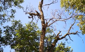 FOTO: Šumarski fakultet / Stabla na Žutoj tabiji
