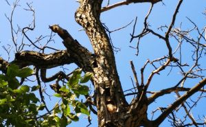 FOTO: Šumarski fakultet / Stabla na Žutoj tabiji