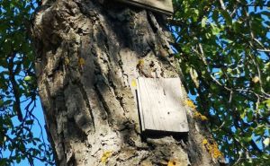 FOTO: Šumarski fakultet / Stabla na Žutoj tabiji