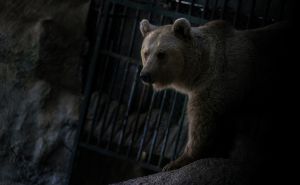 Foto: Anadolija / Braća medvjedi u Turskoj