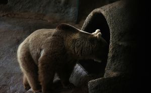 Foto: Anadolija / Braća medvjedi u Turskoj