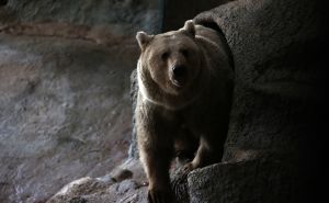 Foto: Anadolija / Braća medvjedi u Turskoj