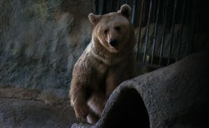 Foto: Anadolija / Braća medvjedi u Turskoj