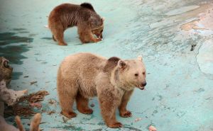 Foto: Anadolija / Braća medvjedi u Turskoj