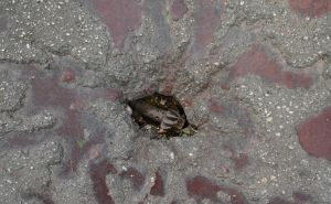 Foto: N. G. / Radiosarajevo.ba / Pijaca Markale