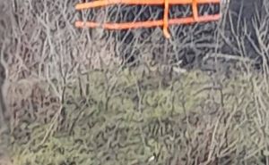 Foto: Bassania / Nekropola stećaka Orah u Blagaju