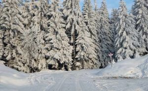 Foto: Bhmeteo.ba / Šuma pod snijegom, ilustracija
