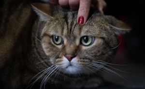 Foto: Anadolija / Gojazna mačka "Simba" mršavi uz pilates i plivanje