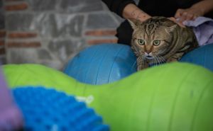 Foto: Anadolija / Gojazna mačka "Simba" mršavi uz pilates i plivanje