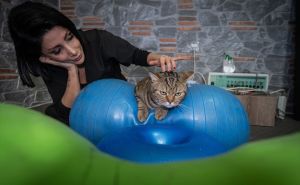 Foto: Anadolija / Gojazna mačka "Simba" mršavi uz pilates i plivanje