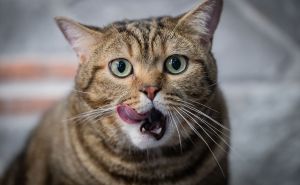 Foto: Anadolija / Gojazna mačka "Simba" mršavi uz pilates i plivanje