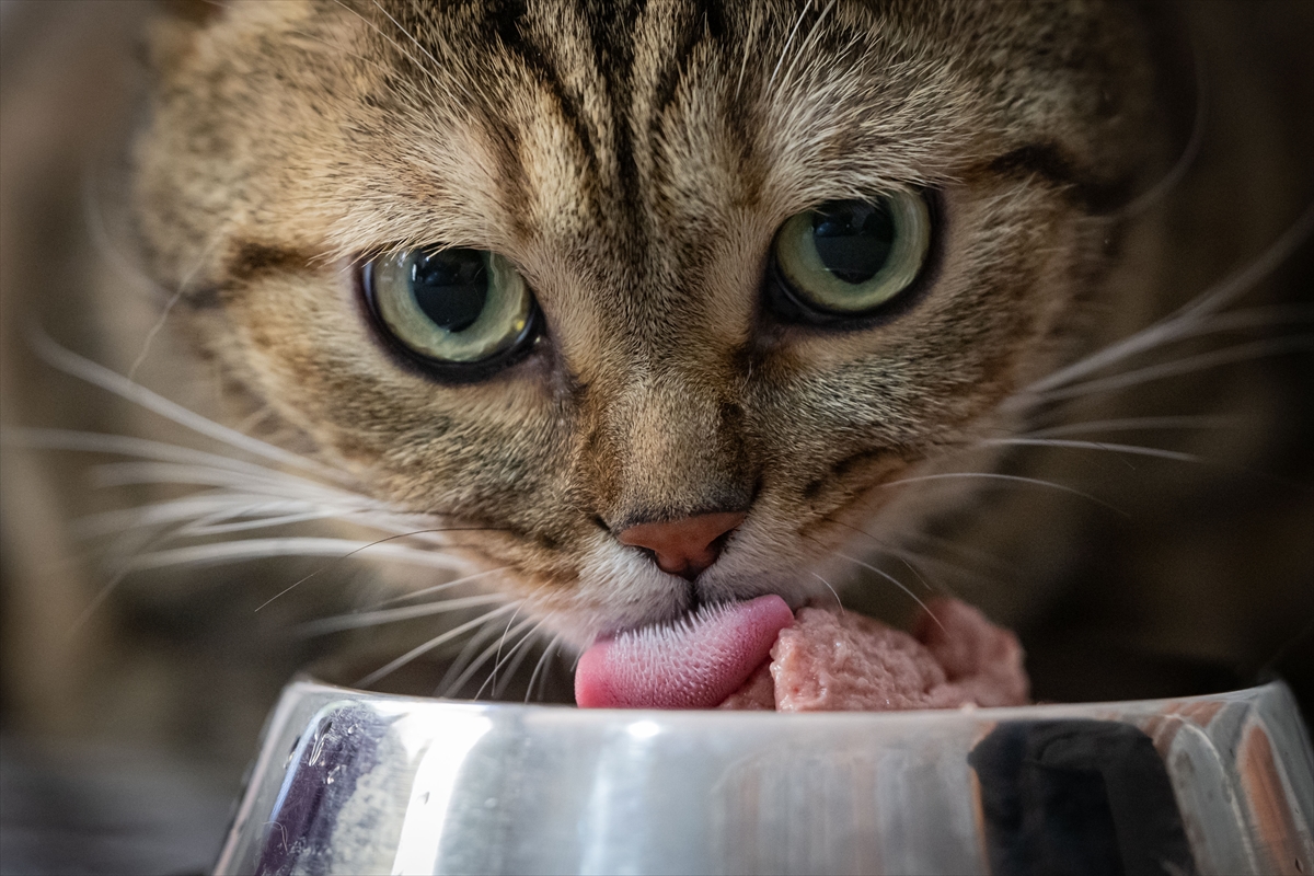 Mačka jede/ilustracija