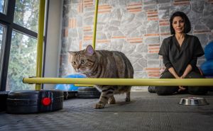 Foto: Anadolija / Gojazna mačka "Simba" mršavi uz pilates i plivanje