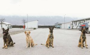 Foto: EUFOR / Psi u EUFOR bazi u Butmiru