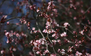 Foto: Dž.K. / Radiosarajevo.ba / Šetnja u Sarajevu