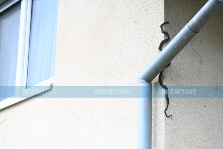 Zmija na oluku kuće