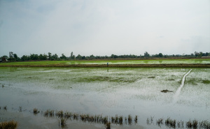 Foto: Anadolija / Vijetnamska polja riže