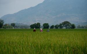 Foto: Anadolija / Vijetnamska polja riže