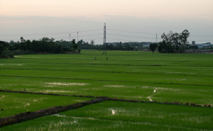 Foto: Anadolija / Vijetnamska polja riže