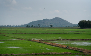 Foto: Anadolija / Vijetnamska polja riže