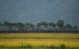 Foto: Anadolija / Vijetnamska polja riže