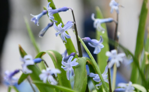 Foto: A. K. / Radiosarajevo.ba / Centralno obilježavanje Dana šehida na Kovačima