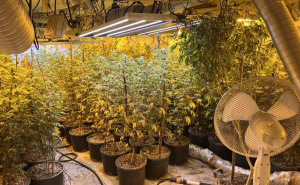 Foto: MUP KS / Akcija Koko II, laboratorija za uzgoj marihuane